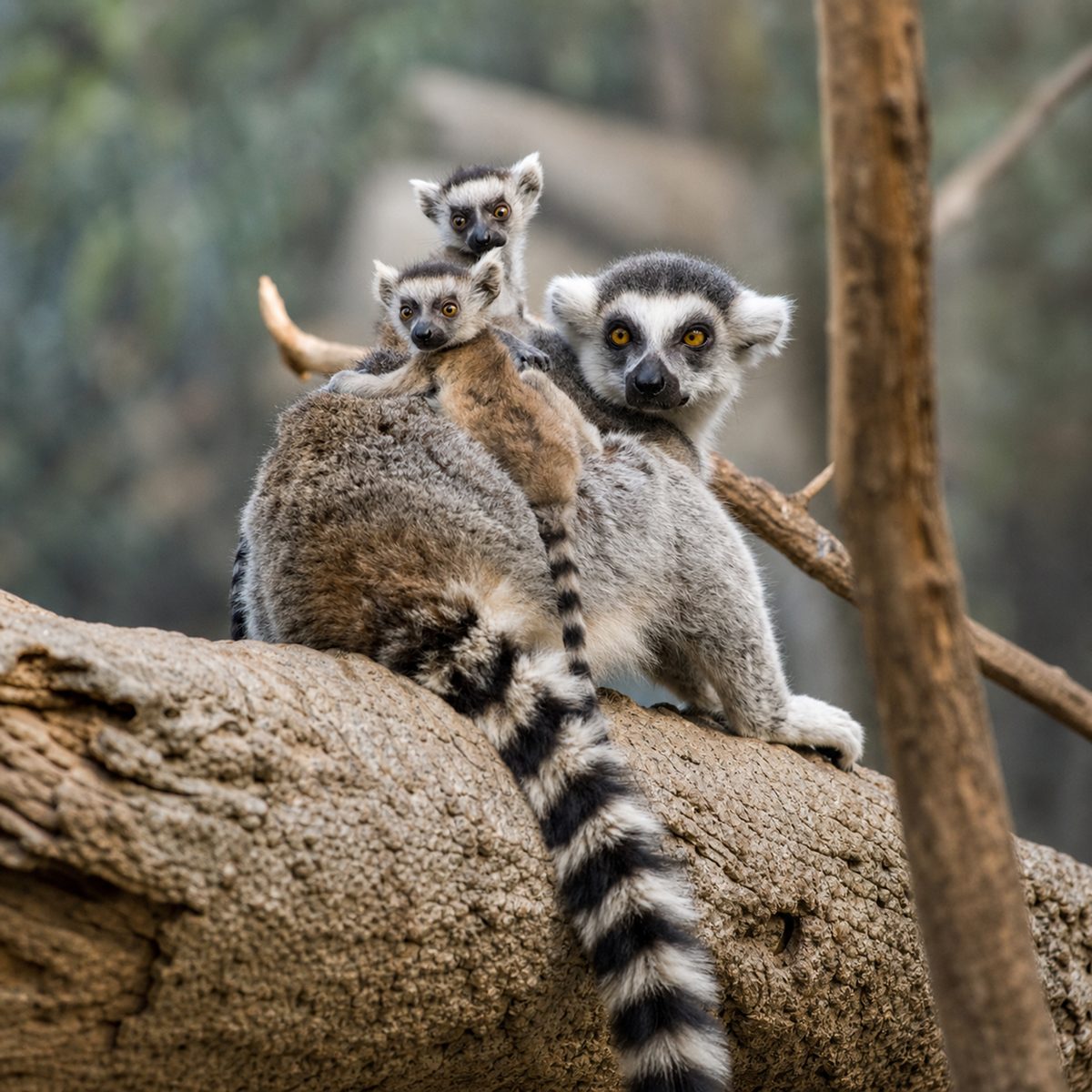 Wednesday Limited Admission from Bronx Zoo